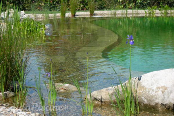 Le piante che depurano le piscine naturali