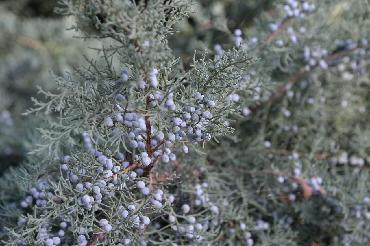 berry-494409-1280.jpg