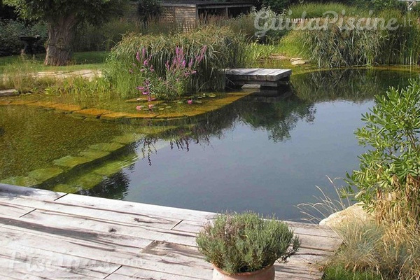 Le piante che depurano le piscine naturali