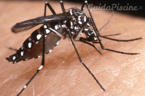 Addio zanzare: Mr. Mosquito è la soluzione contro la zanzara tigre