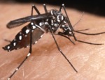 Addio zanzare: Mr. Mosquito è la soluzione contro la zanzara tigre