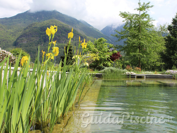 BIOPISCINA IN PRIMAVERA CON IRIS PSEUDACORUS PER FITODEPURAZIONE