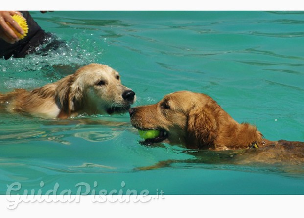 Piscina per cani