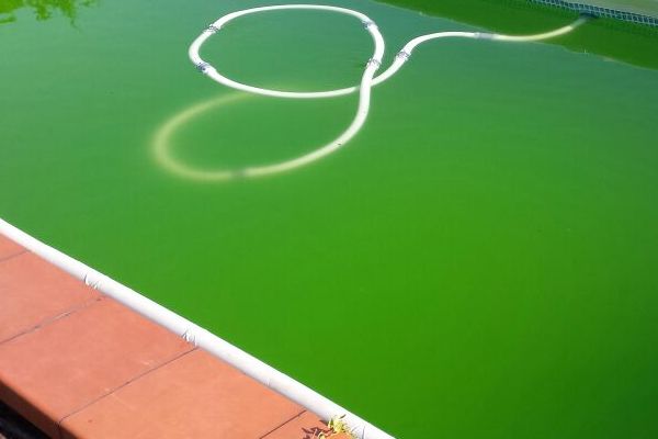 acqua verde piscina fuori terra